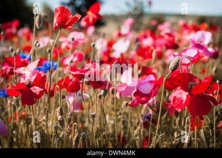 Rote und rosa Mohn mit anderen Wildblumen in Sommerwiese Stockfoto