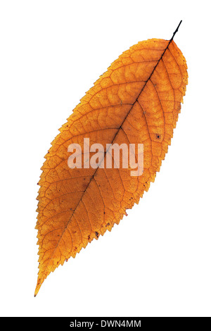 Herbst verblasst Kirsche Blatt isoliert auf weißem Hintergrund