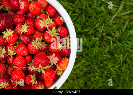 Eimer mit frisch gepflückten Erdbeeren erschossen von oben auf dem grünen Rasen außerhalb mit Textfreiraum Stockfoto