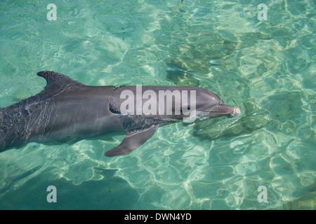 Honduras, Honduras Bay Islands Roatan. Anthonys Key, der Große Tümmler (Tursiops Truncatus) aka Schweinswal. Stockfoto