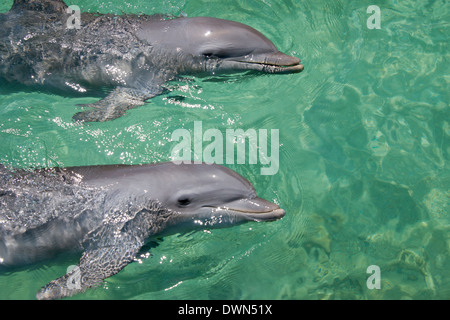 Honduras, Honduras Bay Islands Roatan. Anthonys Key, paar Tümmler (Tursiops Truncatus) aka Schweinswal. Stockfoto