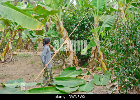 Suhkothai - Februar 15: Unidentified Arbeiter schneidet Bananenblätter im Banana Garden am Februar 15,2014 in Sukhothai Thailand Stockfoto