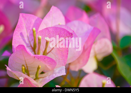 Close-up rosa und weiße Farbe Bougainvillea Blume Stockfoto