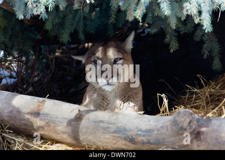 Ein einsamer Cougar ruht unter einige Äste Stockfoto