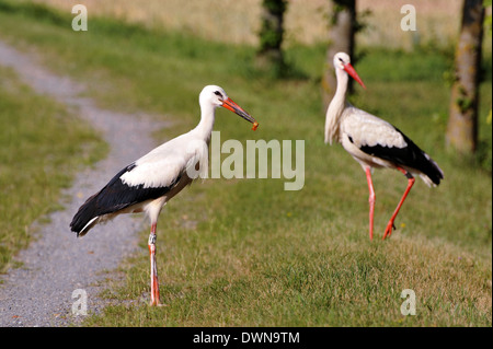 Zwei Störche auf Futtersuche Stockfoto