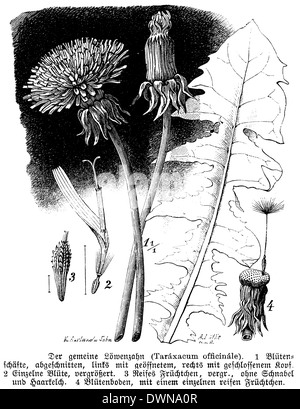 Löwenzahn Stockfoto