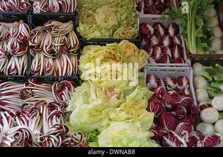 Lila und roten Radicchio und Chicoree-Salat und andere Früchte für den Verkauf auf dem Markt in den Stand der Gemüsehändler Stockfoto