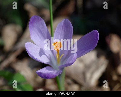 Safran (Crocus Sativus) Blume Stockfoto