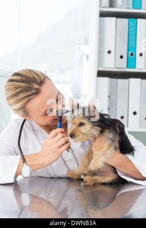 Tierarzt untersuchen Ohr des Hundes Stockfoto