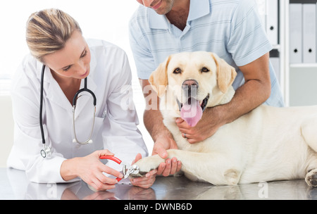 Hund immer Krallen gestutzt von weiblichen Tierarzt Stockfoto