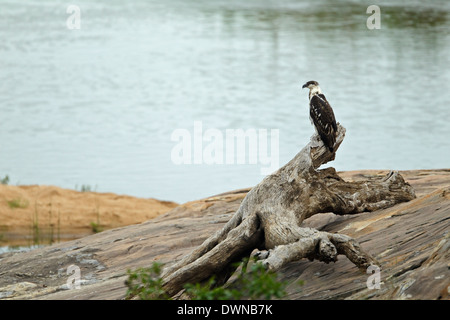 Juvenile African Fish Eagle (Haliaeetus Vocifer), Krüger Nationalpark in Südafrika Stockfoto