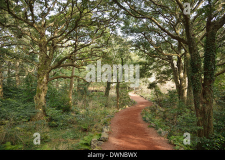 Muskatnuss Waldpark in Jeju Insel, genannt Bijarim in Koreanisch Stockfoto