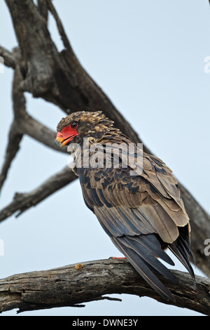 Bateleur (Terathopius Ecaudatus) Juvenile, Krüger Nationalpark in Südafrika Stockfoto