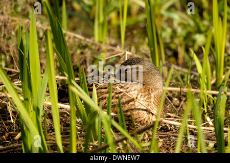 Mallard Ente [Anas Platyrhynchos] Weibchen im Nest. England, März Stockfoto