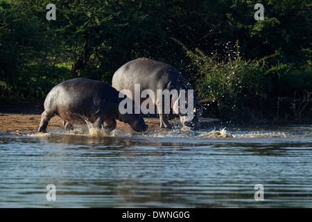 Flusspferde (Hippopotamus Amphibius) Sprung ins Wasser im Sonnenuntergang Stausee in der Nähe von niedrigeren Sabie Rest Camp, Krüger-Nationalpark Stockfoto