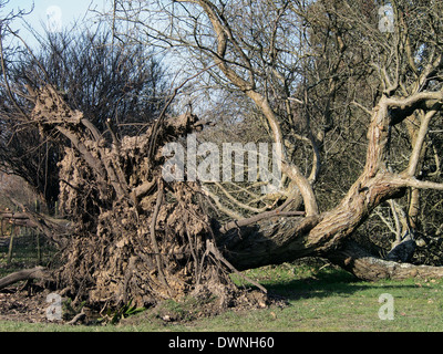 Ein umgestürzter Baum gestürzt durch Winterstürme Anfang 2014 Hillier Gardens zeigt das flache Wurzelsystem, Stockfoto