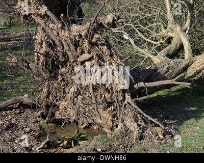 Ein umgestürzter Baum gestürzt durch Winterstürme Anfang 2014 Hillier Gardens zeigt das flache Wurzelsystem, Stockfoto