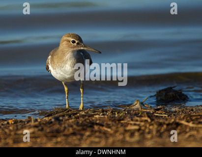 Flussuferläufer (Actitis Hypoleucos), Krüger Nationalpark in Südafrika Stockfoto