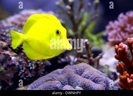 gelbe tropische Fische, die im Meerwasseraquarium schwimmt Stockfoto