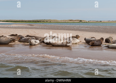 Herde-Gruppe Kolonie vor allem Seehunde und ein paar grau mit einigen blutende Wunden von territorialen Displays auf sandbank Stockfoto