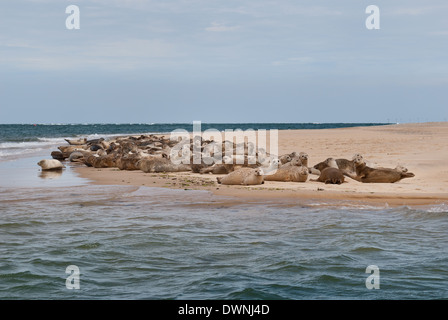 Herde-Gruppe Kolonie vor allem Seehunde und ein paar grau mit einigen blutende Wunden von territorialen Displays auf sandbank Stockfoto