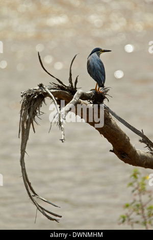 Gekerbten Reiher (Butorides Striata SSP. Atricapilla), Krüger Nationalpark in Südafrika Stockfoto