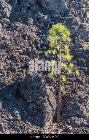 Kanarische Kiefer (Pinus Canariensis) auf Lavastein, Teneriffa, Kanarische Inseln, Spanien Stockfoto