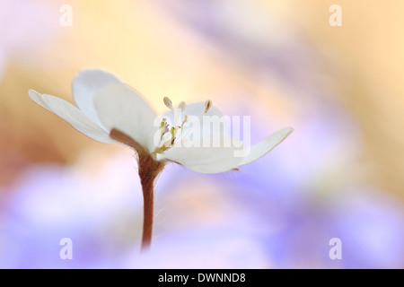 Leberblümchen, Liverleaf oder Lebermoos (Hepatica Nobilis), Tirol, Österreich Stockfoto