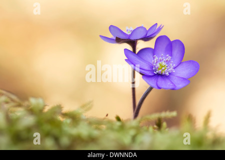 Leberblümchen, Liverleaf oder Lebermoos (Hepatica Nobilis), Tirol, Österreich Stockfoto