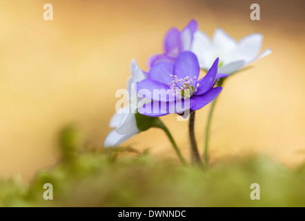 Leberblümchen, Liverleaf oder Lebermoos (Hepatica Nobilis), Tirol, Österreich Stockfoto