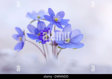 Welken, Leberblümchen, Liverleaf oder Lebermoos (Hepatica Nobilis), Tirol, Österreich Stockfoto