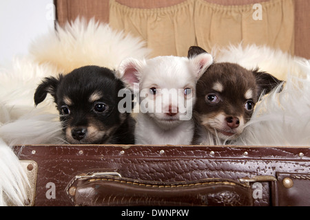 Drei Chihuahua Welpen, 8 Wochen, im Koffer Stockfoto