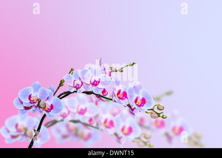 Magic lila blaue Orchideen blühen an unscharfen Hintergrund mit textfreiraum für text Stockfoto