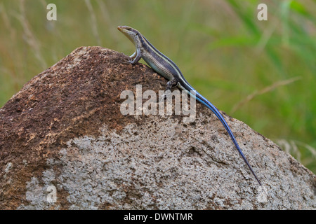 Regenbogen Mabuya = Regenbogen Skink (Trachylepis Margaritifer), Männlich, Krüger Nationalpark in Südafrika Stockfoto