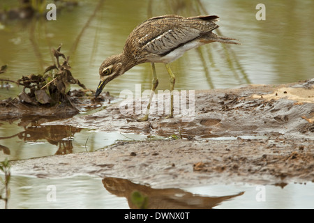 Wasser Thick-knee (Burhinus Vermiculatus), Krüger Nationalpark in Südafrika Stockfoto