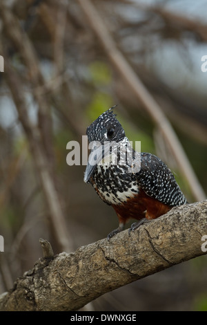 Riesiges Kingfisher (Megaceryle Maxima), Krüger Nationalpark in Südafrika Stockfoto