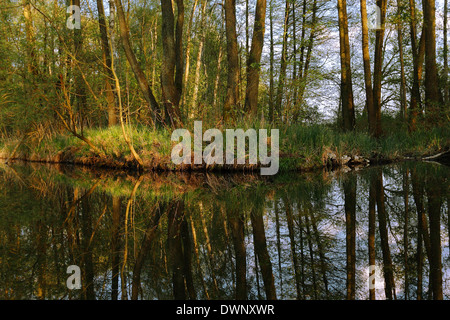 Erlen in einem Sumpfgebiet Wald Zucht Lebensraum, Mecklenburger Seenplatte, Mecklenburg-Western Pomerania, Deutschland Stockfoto