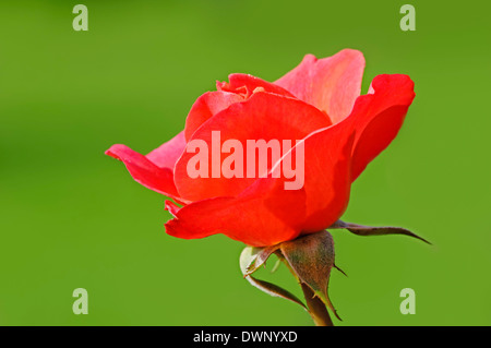 Rose (Rosa Spec.) Stockfoto