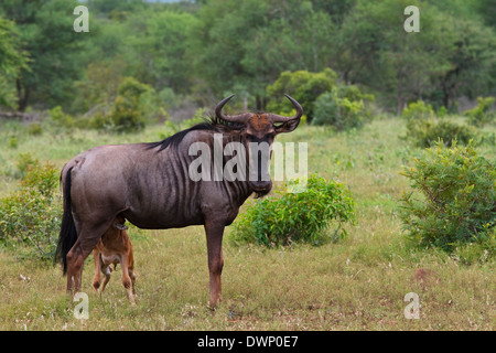 Blauer Wildebeest (Connochaetes taurinus ssp. taurinus) mit Jungsäugeling, Kruger Nationalpark Südafrika Stockfoto