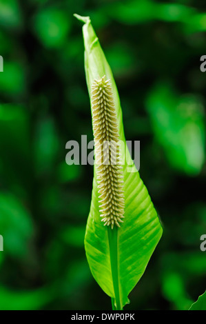 Peace Lily oder Snowflower (Spathiphyllum Floribundum) Stockfoto