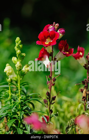 Gemeinsamen Löwenmaul (Antirrhinum Majus), Frankreich Stockfoto