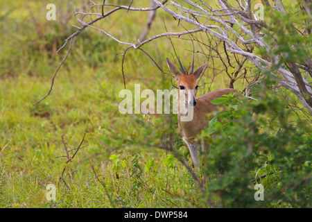 Gemeinsamen Ducker, Bush Duiker (Sylvicapra Grimmia), Krüger Nationalpark in Südafrika Stockfoto