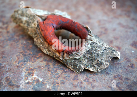 Stück eines Baumes Drachenblut (Dracaena Cinnabari) Stockfoto