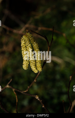 Kätzchen die Blüte Teile der Baum Hasel Corylus Avellana. Diese Blume früh im Frühjahr, einen Wind liefern tragen pollen Stockfoto