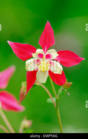 Garten-Akelei (Aquilegia Caerulea Hybide) "Crimson Star" Stockfoto