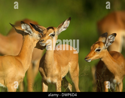 Impala (Aepyceros Melampus) Jugendliche vor und Erwachsenen hinter, gegenseitige Fellpflege Stockfoto