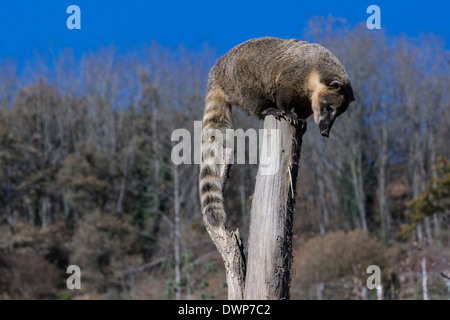 Nasenbär (Nasua Nasua). Männlich. Stockfoto