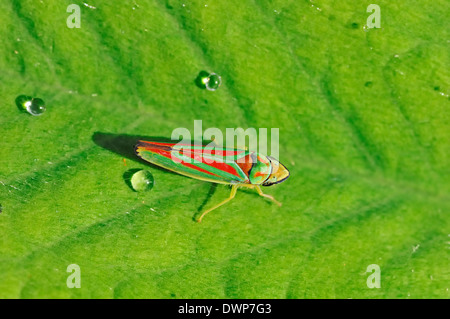 Rhododendron Leafhopper (Graphocephala Fennahi), North Rhine-Westphalia, Deutschland Stockfoto