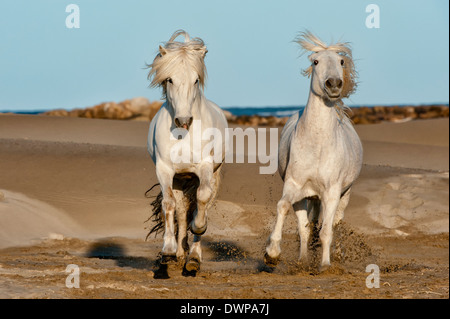 Camargue-Pferde laufen am Strand Bouches du Rhône, Frankreich Stockfoto