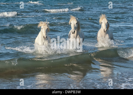 Camargue-Pferde laufen im Wasser, Bouches du Rhône, Frankreich Stockfoto
